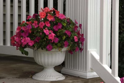 Porch Flowers