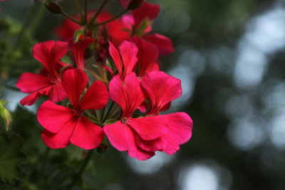 Hanging Geraniums