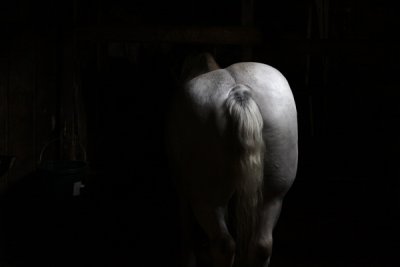 Horse at Kuerner's Farm 