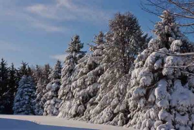 Snowy Row of Pines
