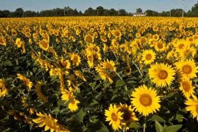 Sunflower Field (2)