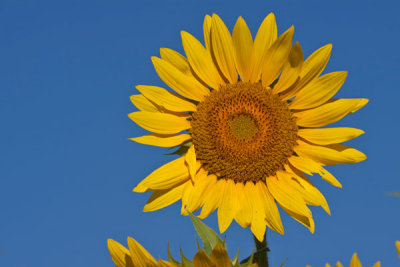 Sunflower Field (53)
