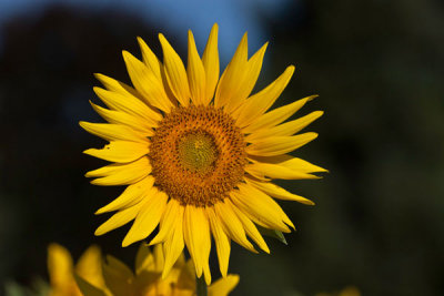 Sunflower Field (57)