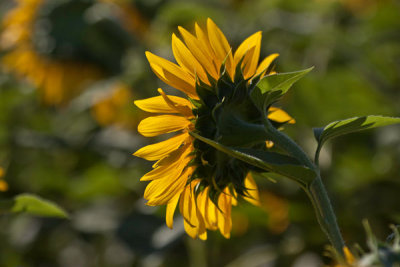 Sunflower Field (48)