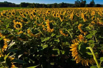 Sunflower Field (37)