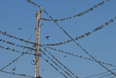 Cape May Sparrow Migration