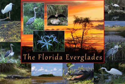 February 10 Everglades Montage