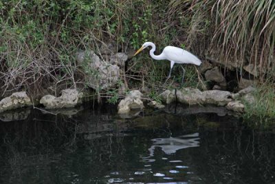 February 10 Everglades Trip (56)