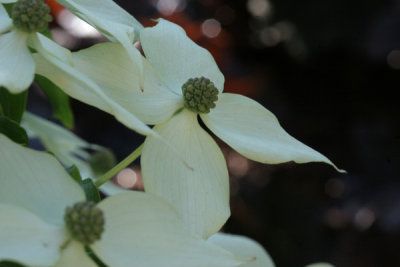Special Dogwood Bloom