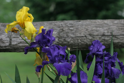 Fence Iris