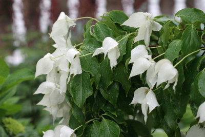 Doused Dogwoods