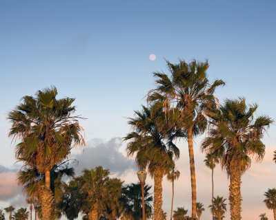 Full Moon With Palms