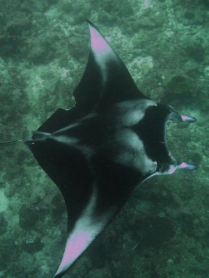 More Mantas