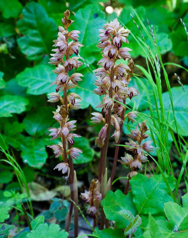 003_Striped Coral Root__8643`1004091537.jpg