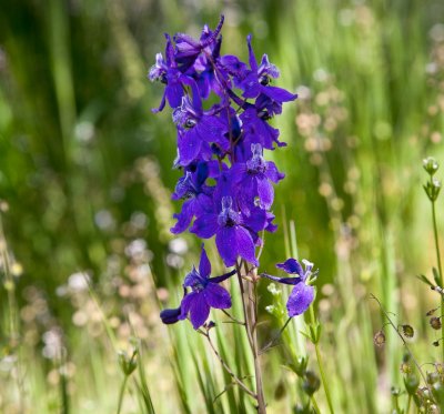 013 Delphiniums near picnic table_8394Lr`0903301336.jpg