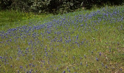 017 Patch of little lupine near sag pond_8643Lr`0904111048.jpg