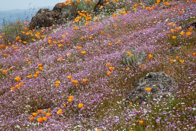 032 Linanthus, poppies, gilia, popcorn flower_8974Lr`0904131239.jpg