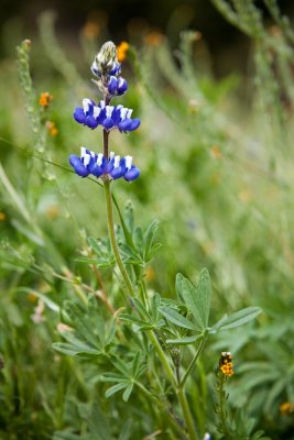 037 Lupine_9043Lr`0904131501.jpg