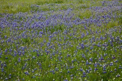 038 Big lupines_9076Lr`0904131510.jpg