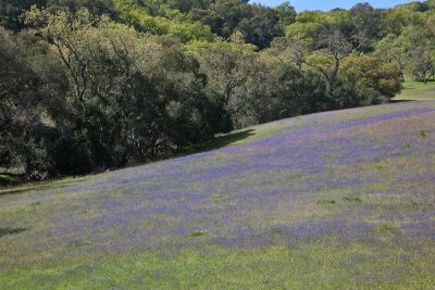 041 Carpet of little lupines_9167Lr`0904171111.jpg