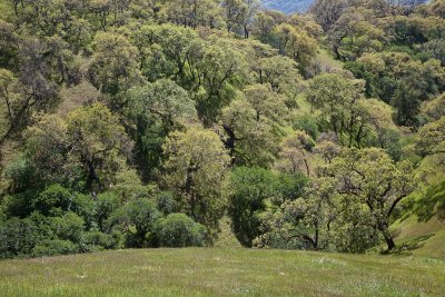 047 Oaks on a hillside_9341Lr`0904171441.jpg