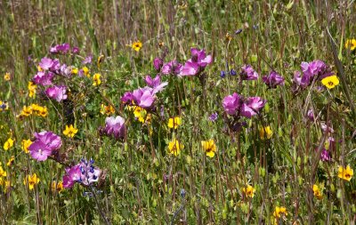 048 Checkerbloom and Johnny Jump Ups_9348Lr`0904171504.jpg