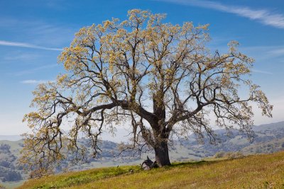 050 Oak on the ridge out of Twin Gates_9350Lr`0904171509.jpg