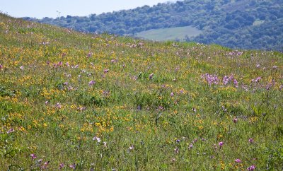 051 Hillside with Johnny Jump Ups, Checkerblooms, etc_9351Lr`0904171538.jpg