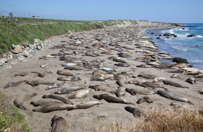 016_Elephant seals on beach__9313`1004191504.jpg