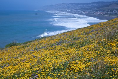 018_Flower carpet with pier beyond__9590`1004251228.jpg