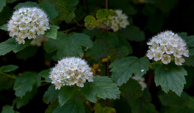 034 Pacific Ninebark flowers_9206`1005141207.jpg