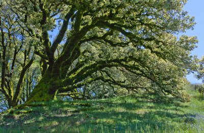 006_Ancient Oak__8976`1005111150.jpg