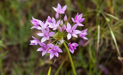 008_Pink onion flowers__9977`1005281154.jpg