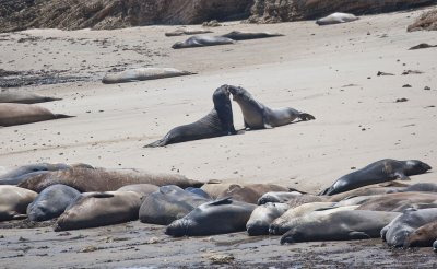 019_Elephant seals on the North Point beach__1045`1006231343.jpg