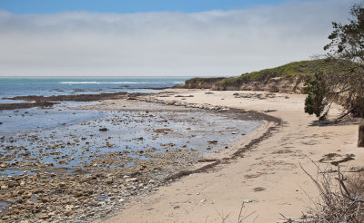 020_Elephant seals on the North Point beach__1055`1006231403.jpg