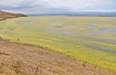 004_Colorful bay waters, Dumbarton Bridge in distance__0617`1008211043.jpg