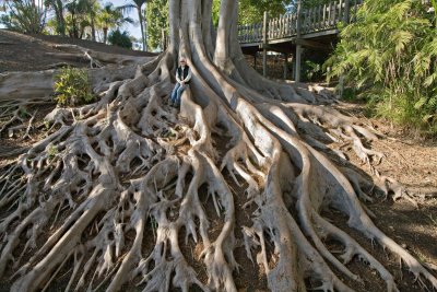 022  Dave in roots of Morton Bay Fig Tree in Balboa Park_0194Ps`0802041505.jpg