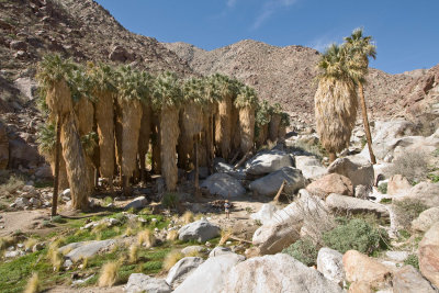 028  Palm oasis_0236Acr`0802061149.jpg