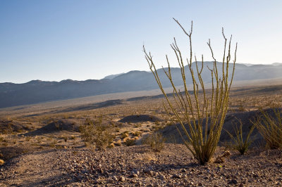 037  Backlit ocotillo, mtns beyond_0717Acr`0802061639.jpg