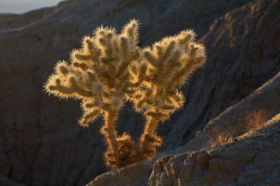 038  Backlit cactus_0732Acr`0802061656.jpg
