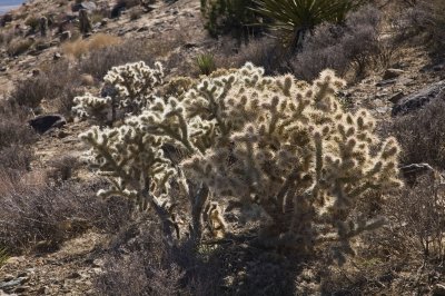 056  Backlit Cholla_0977Acr`0802091152.jpg