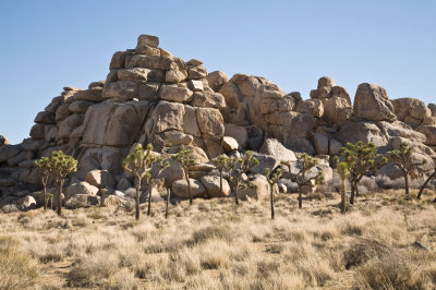 061  Rocks and joshua trees at Cap Rock_1031Acr`0802091502.jpg