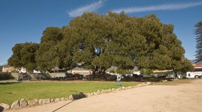 063  Dee and Santa Barbara fig tree_0378Acr`0802101333.jpg
