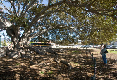 064  Dee under Santa Barbara fig tree_0387Ps`0802101335.jpg