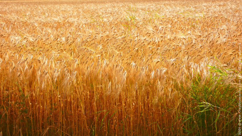 Standing Crops