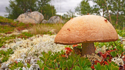 Beautiful Mushroom at Tundra! /1km altitude/