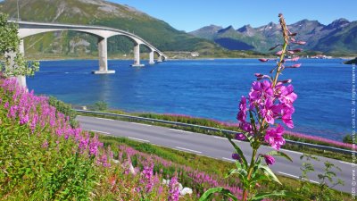 Bridge Over Fjord, Lofotens
