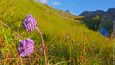 Wild Flowers, Lofotens