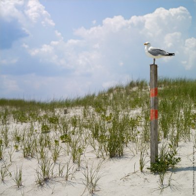 $200 - Guarding the Beach