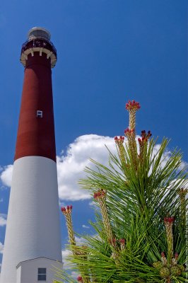 $220 - Barnegat Lighthouse, NJ, USA